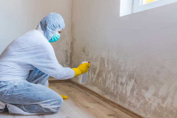 Licensed Black Mold Remediation service in Danville, VA - Car Mold Remediation