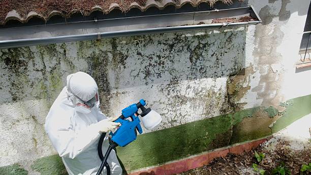 Top rated local Black Mold Remediation specialists in Danville, VA